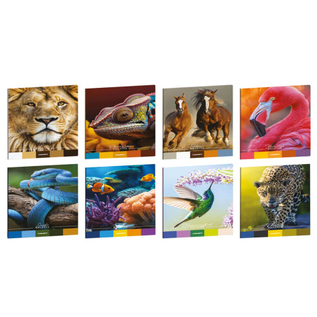 Maxiquaderno Animal Palette - A4 - 4mm - 21 fogli - 80 gr - Blasetti